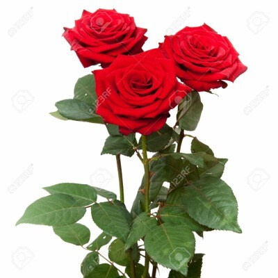 Multiple Roses